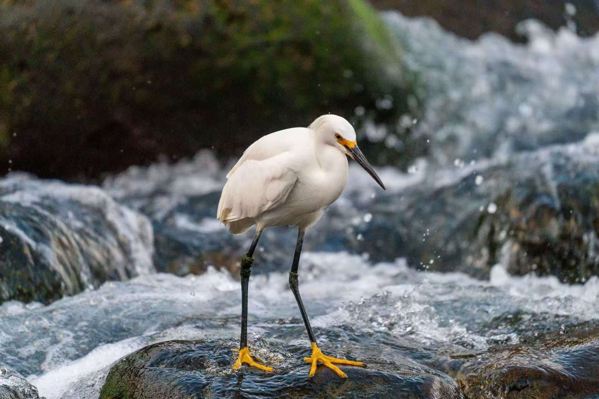 White egret standing in a stream