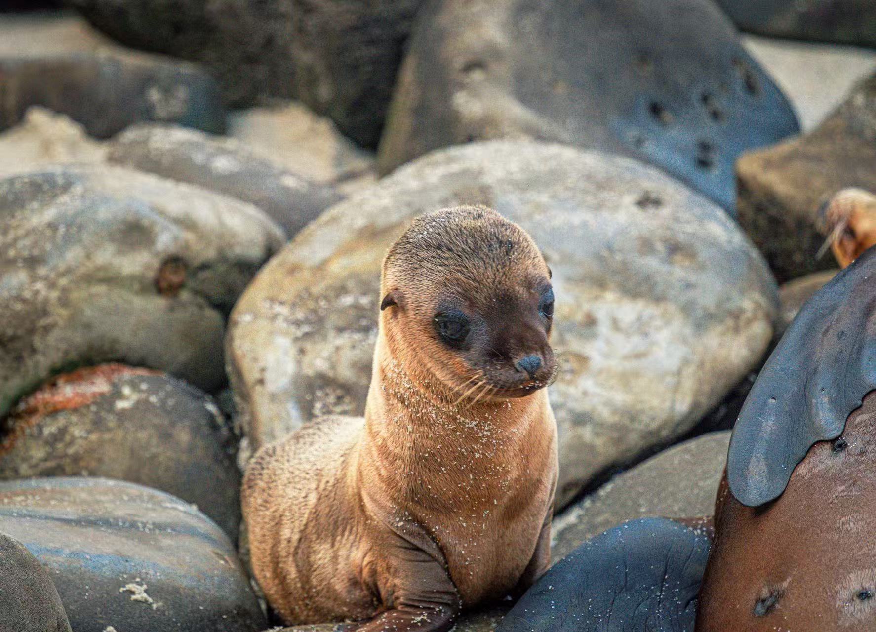 Young sea lion among rocks
